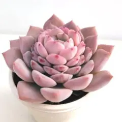 2026年最新】エリークイーンの人気アイテム - メルカリ