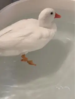 アヒル ぬいぐるみ マスコット