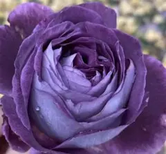 サバンナRX-3様 リクエスト 2点 まとめ商品