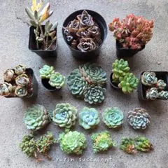 ■速達発送■【tottoko様専用】⚠️梅雨明け大セール⚠️多肉詰め合わせセット