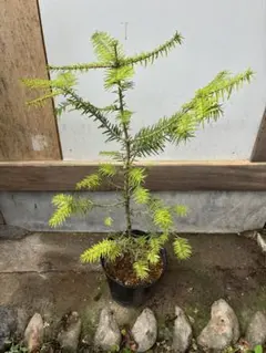 Cedrus libani Atlantica Aurea コニファー 針葉樹 - メルカリ