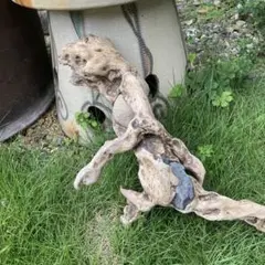 石がはさまった珍しいら流木