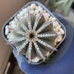 2026年最新】ペクチニフェラの人気アイテム - メルカリ