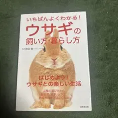 ウサギの飼い方