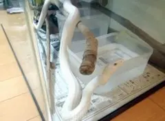 흰뱀껍질 (토모비키 데이에 털갈이)