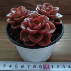 そらじろう様 リクエスト 2点 まとめ商品