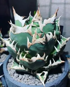 アガべチタノタ タランチュラ 天芽［B］イランOC - メルカリ