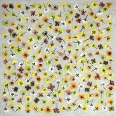 ❇︎押し花素材❇︎ アリッサム イエロー グリーンなどmix 200輪 ~匿名配送~