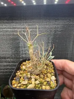 オトンナ カカリオイデス　抜き苗② オトンナ カカリオイデス 抜き苗 - メルカリ