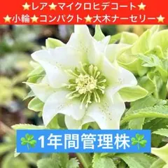 49☘️1年間管理株☘️⭐️hercegovinusオーレア⭐️大木ナーセリー