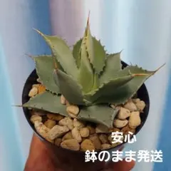 極上 アガベ イシスメンシス valiem バリエム 極上 アガベ イシスメンシス valiem バリエム