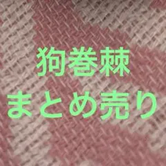 狗巻棘 まとめ売り
