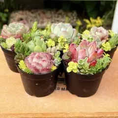 4 多肉植物の小さな寄せ植え◎そのまま飾れる◎5コセット