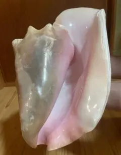 2025年最新】コンク貝の人気アイテム - メルカリ