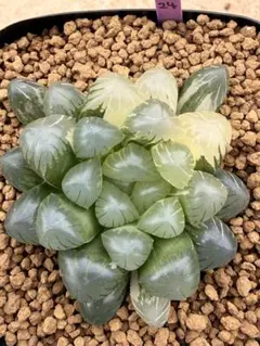 ハオルチア　オブツーサ錦　OB-1