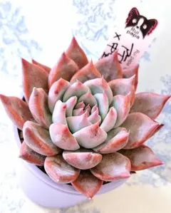 2025年最新】中里リンゼアナの人気アイテム - メルカリ