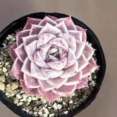 だいこん様 リクエスト 2点 まとめ商品