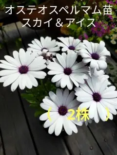 オステオスペルマム苗2株　スカイ＆アイスEのサムネイル