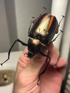 2026年最新】昆虫標本の人気アイテム - メルカリ