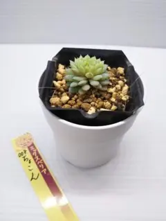 オ*ブ様 ミックスベリア　おらいさん苗　ちょこん　抜き苗　札は付きません