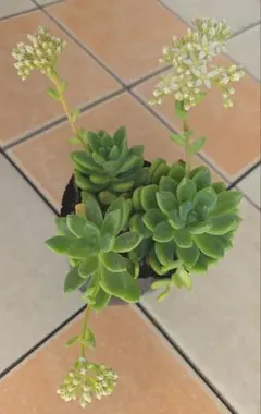 多肉植　 春萌　抜き苗　現品☆