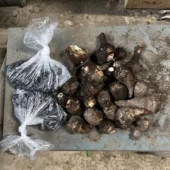 2026年最新】海老芋の人気アイテム - メルカリ