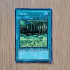 【初版　外国版】Forest