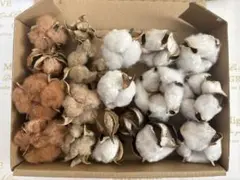 ブラウンとホワイトのコットンポッド