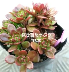 セダム　ルテオヴィリデ　抜き苗15本