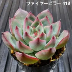 ファイヤーピラー 418 エケベリア 多肉植物 抜き苗