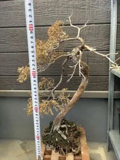 糸魚川真柏の枯れ盆栽のサムネイル