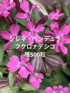 草本舎様 リクエスト 4点 まとめ商品