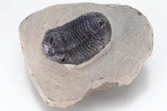 2025年最新】三葉虫 ファコプス 化石の人気アイテム - メルカリ