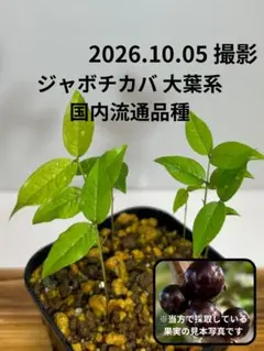 イエロージャボチカバ 種子×10 [熱帯果樹]Yellow Jaboticaba - メルカリ