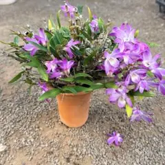 確認用 蘭 雷山 セッコク 石斛 長生蘭ハンキング ピンク花 着生植物