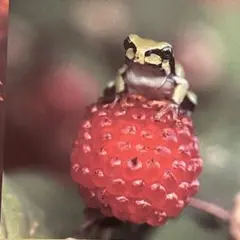 Item thumbnail for item f42f40df-f23a-465f-98bc-2c483e892acf