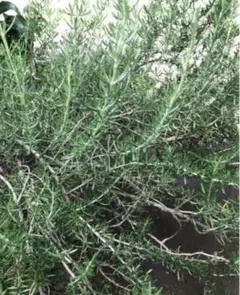 ホワイトマザーズデイ バラ 挿し木 苗 - メルカリ