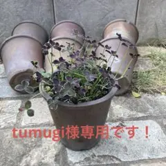 【素焼き植木鉢】専用です！ガーデニング　鉢　プランタ　園芸　観葉植物　多肉　蘭