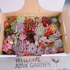 多肉植物 寄せ植えset ゆうパケットplusいっぱいset♡A