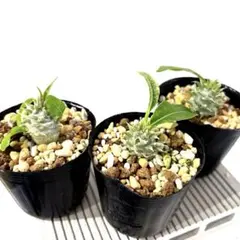 2026年最新】恵比寿笑の人気アイテム - メルカリ