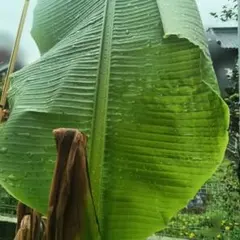 205㎝、世界一美味!?絶賛報道◇伝統種・島バナナ、木熟OK＝開花照準