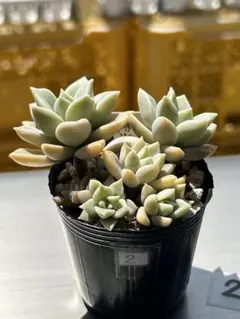 専用です♪ 多肉植物 旧氷砂糖 抜き苗 - メルカリ