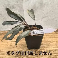 Bucephalandra sp. T-3809-1 ブセファランドラ - メルカリ