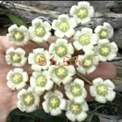 ヒロにぃ様 リクエスト 2点 まとめ商品　❣️速達無料❣️