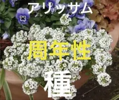 周年性アリッサム 白？ピンク？ 1苗 - メルカリ