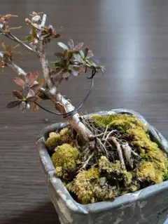 2026年最新】皐月盆栽の人気アイテム - メルカリ