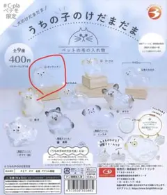 うちの子のけだま玉ポメラニアン