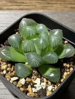 ハオルチア 藍鏡 ②のサムネイル