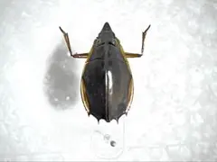 最終値下げ 立体標本 珍奇昆虫 ロクロクビオトシブミ - メルカリ