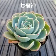 jinko様 リクエスト 2点 まとめ商品